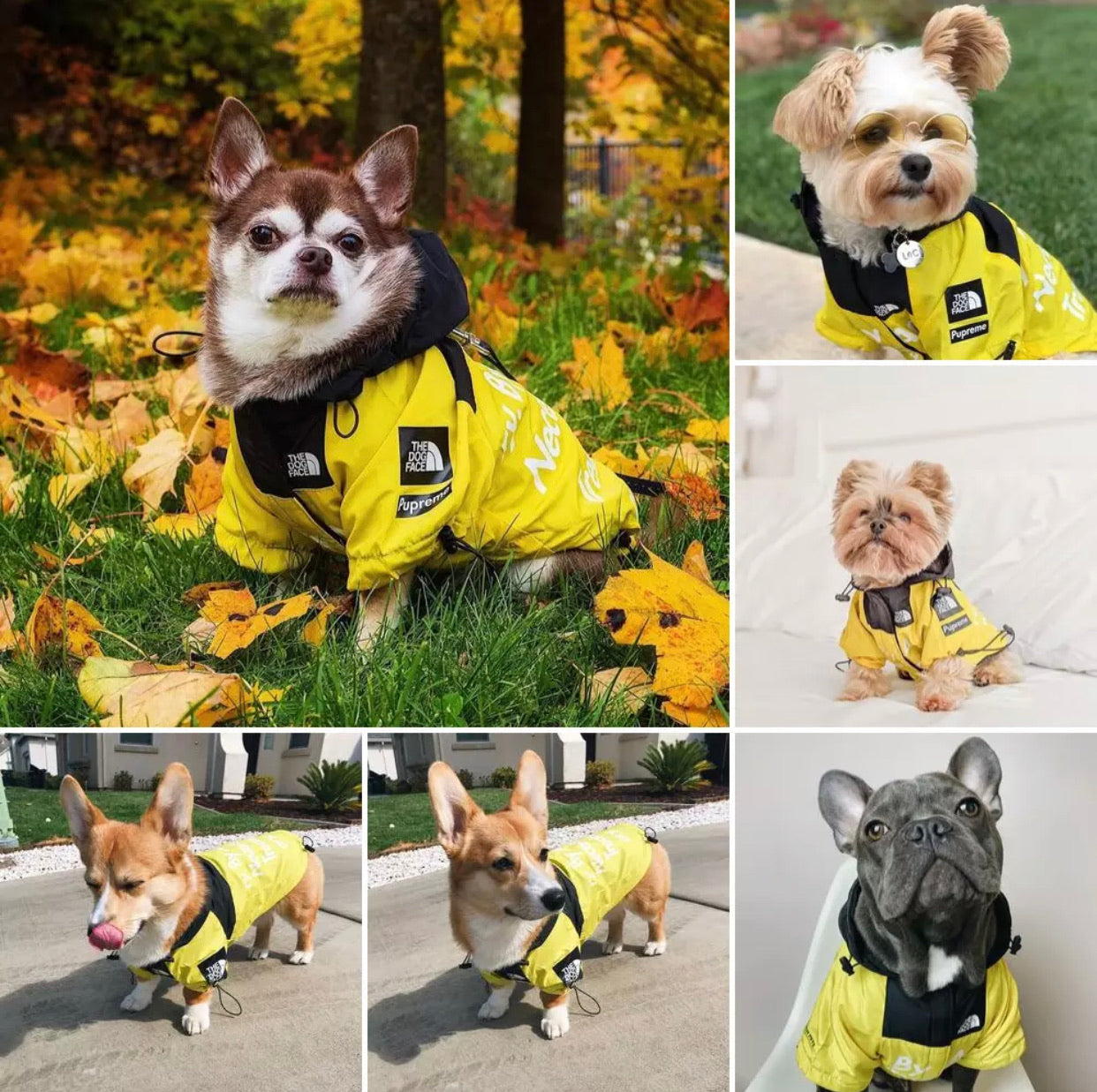 Yellow North Face Dog Jacket