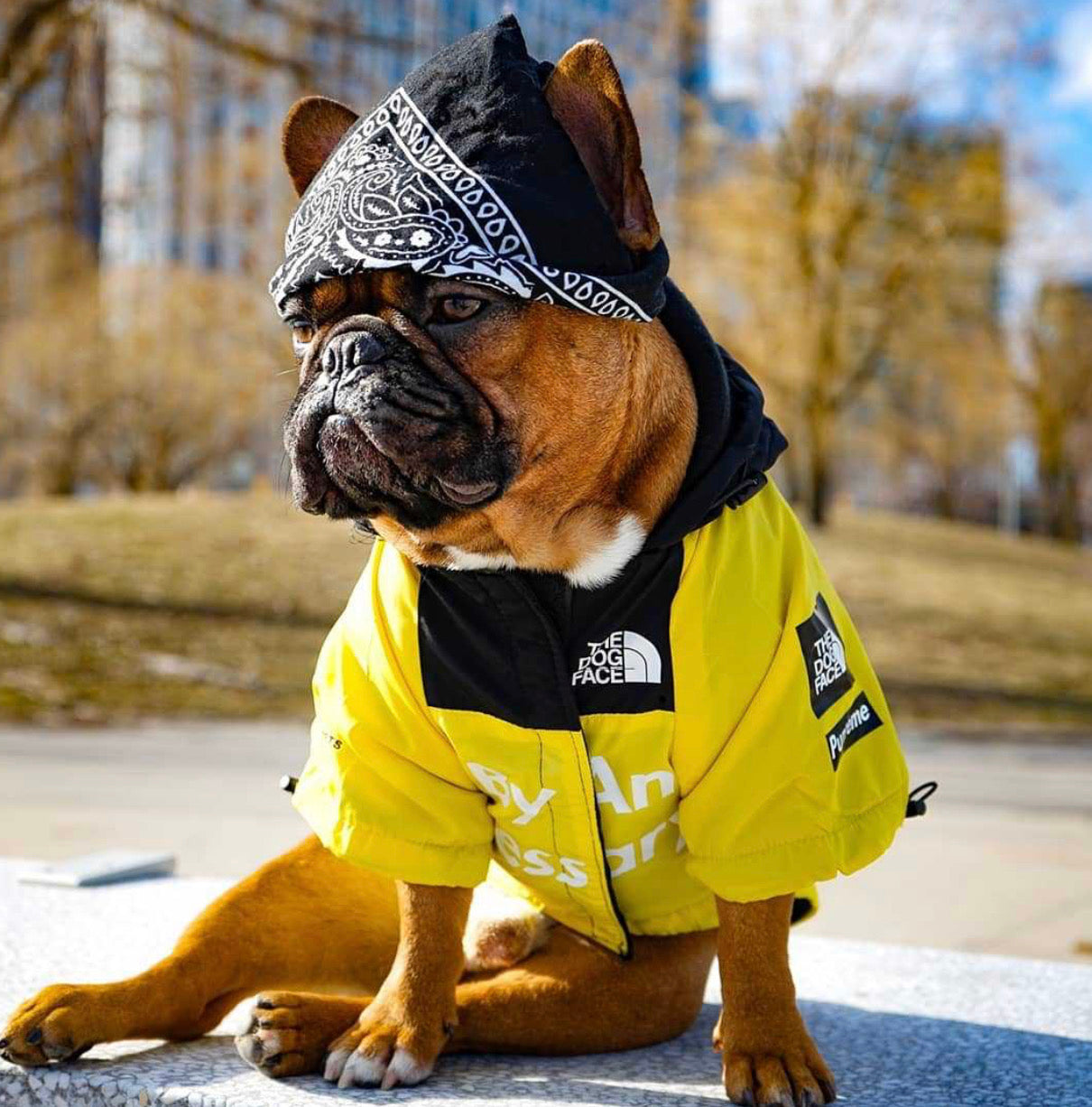 Yellow North Face Dog Jacket